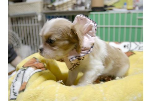 成約済の埼玉県のキャバリアキングチャールズスパニエル-54227の2枚目